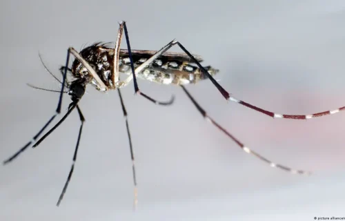 Malaria Identification and Staining