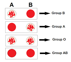Introduction to Blood Grouping