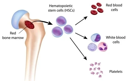 Haemopoiesis